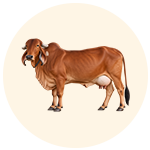 Gir Cow Milk
